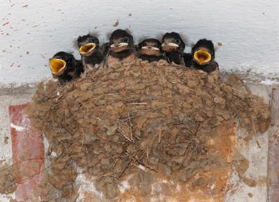 swallow nest image